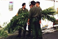 Hanfparade2000 - seized hemp plants