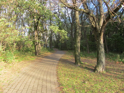 Foto eines Parkweges mit Bumen im Herbstsonnenschein