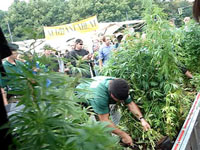 Hanfparade2006 - Polizisten schneiden Hanfpflanzen ab - Video 2