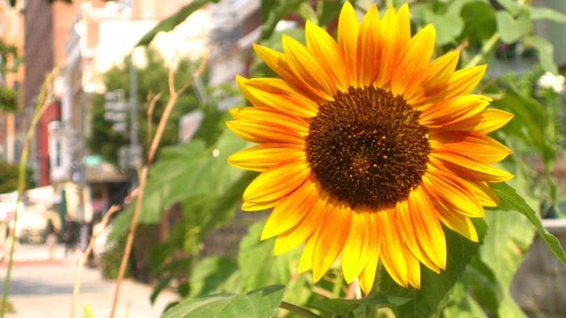 Eine Sonnenblume im Dupont Circle-Viertel in Washington, DC, von Kyle Rush auf www.flickr.com/photos/kylerush/3595959623/