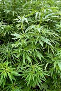 Cannabispflanzen sind ein Heilmittel